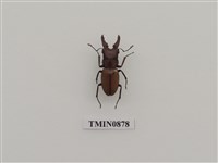 藏品(細身赤鍬形蟲)的圖片